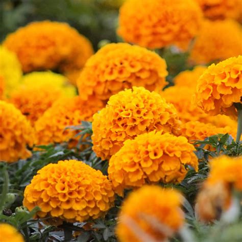 But just know that they will take more attention and care to survive, specifically watering and protection from cooler weather. The Annual Planting of the Annuals | Garden Maker™ Natural ...