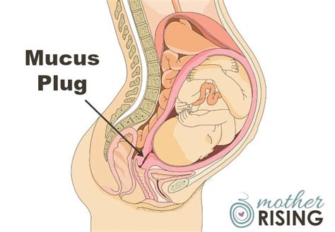 Mucus Plug 101 Who What Where When Why With Photos Mucus Plug