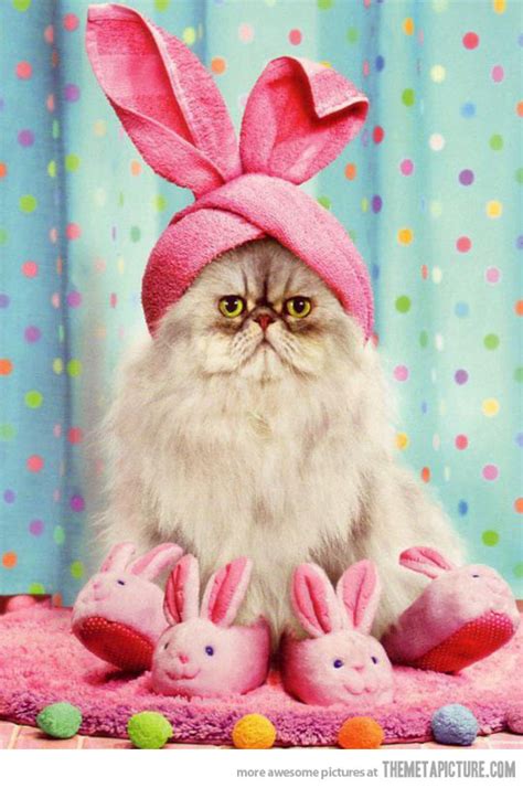 30 Cats In Easter Hats