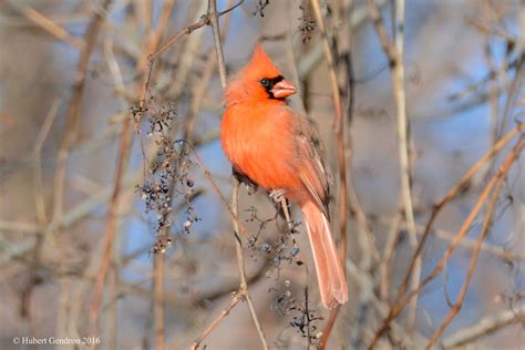 Birds Cardinalsgrosbeaksbuntings And Tanagers Flickr