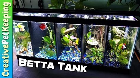 Divided Betta Tank Setup Split Betta Fish Tank 20 Gallon Youtube
