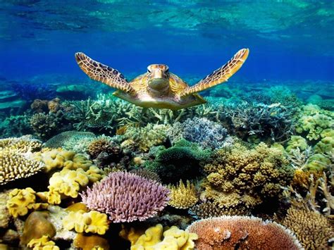 Sea Turtle Swimming Underwater Scene With Coral Beautiful