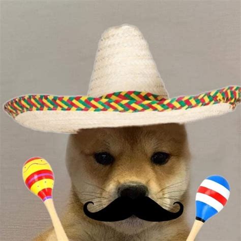 Funny Dog In Sombrero With Maracas