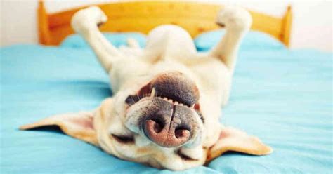 ¿por Qué Lloran Los Perros Cuando Duermen La Gaceta Salta