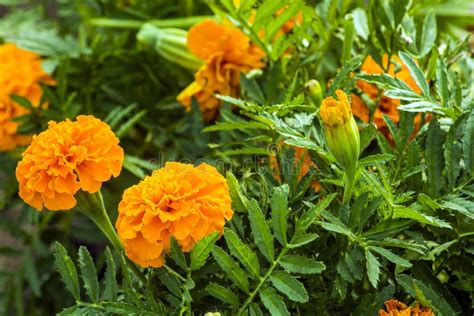Marigolds Flowers Green Leaves Celebration Stock Photo Image Of