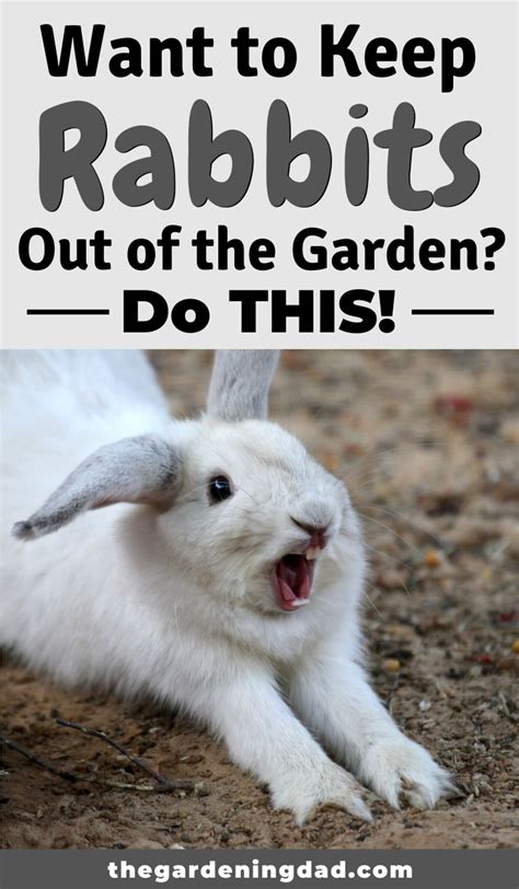 Keep Rabbits Out Of Yard Fence How To Keep Rabbits Out Of Yard And