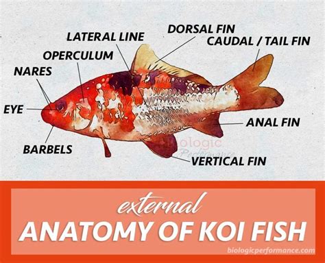 External Koi Fish Anatomy What You Need To Know