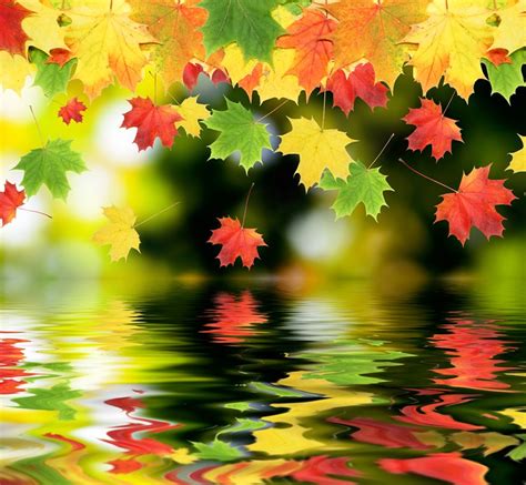 Colorful Autumn Leaves Flickr