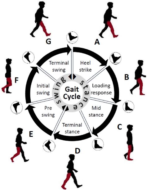 Important Gait Events And Intervals In A Normal Gait Cycle Download