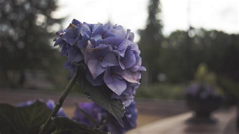 wallpaper depth of field flowers nature plants purple blue blossom spring leaf flower