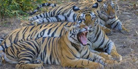 Bengal Tigers Bandhavgarh National Park India Photographic Print