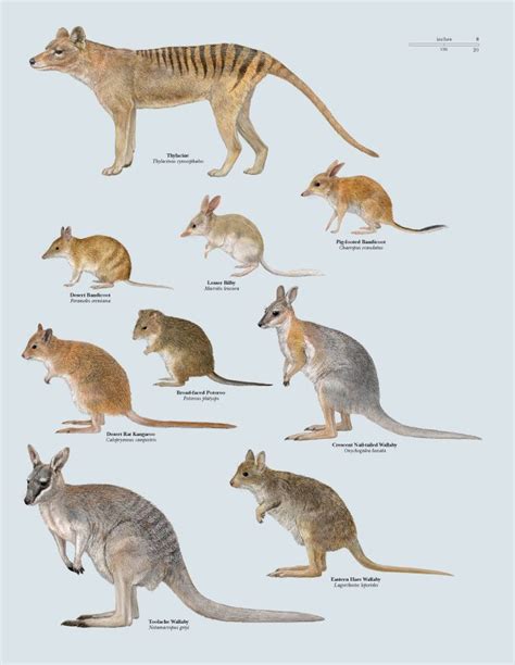 Recently Extinct Australian Marsupials Australia Animals Mammals