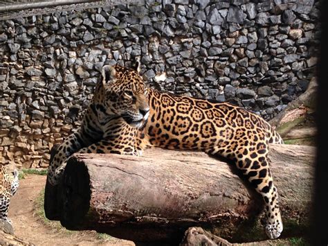 A federal judge awarded carole baskin of big cat rescue the oklahoma zoo formerly owned by joe exotic, baskin's nemesis from the netflix hit tiger king. Genome study offers clues about history of big cats