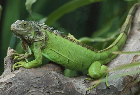 Green Iguana Facts Habitat Size Lifespan Diet Pictures