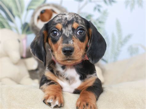 Incredible Dapple Dachshund Puppy For Sale References Alexander James
