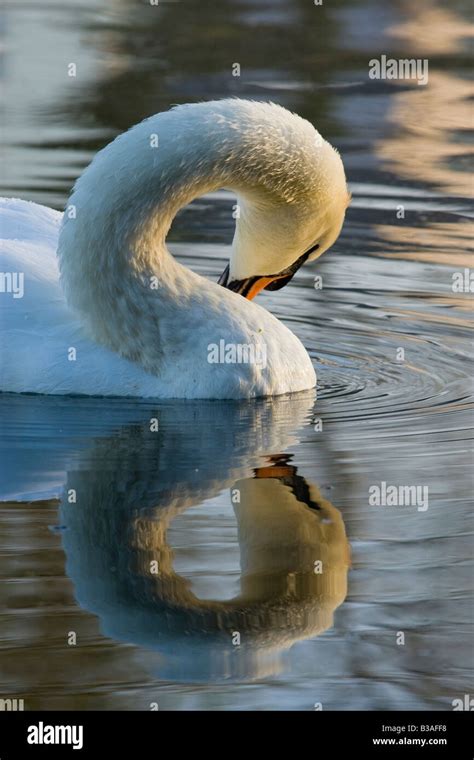 Cygnus Olor Mute Swan Preening Showing Reflection In Water Stock
