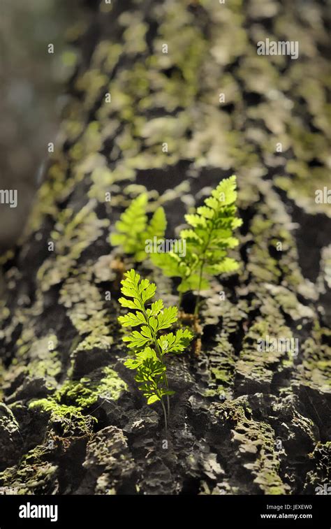 Green Pines Leaves Stock Photo Alamy