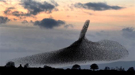 Starlings Huge Murmuration Yorkshirelive