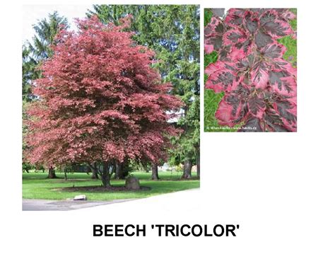 Tricolor Beech Deciduous Trees Landscape Design Plants
