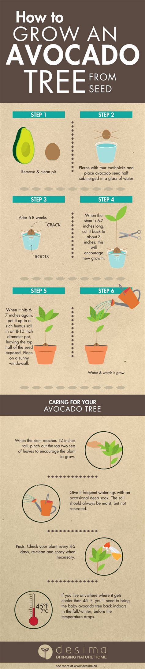 When you pick avocados from your tree it will take about a week for them to. HOW TO GROW AN AVOCADO TREE FROM SEED | Gardens, Mom and ...