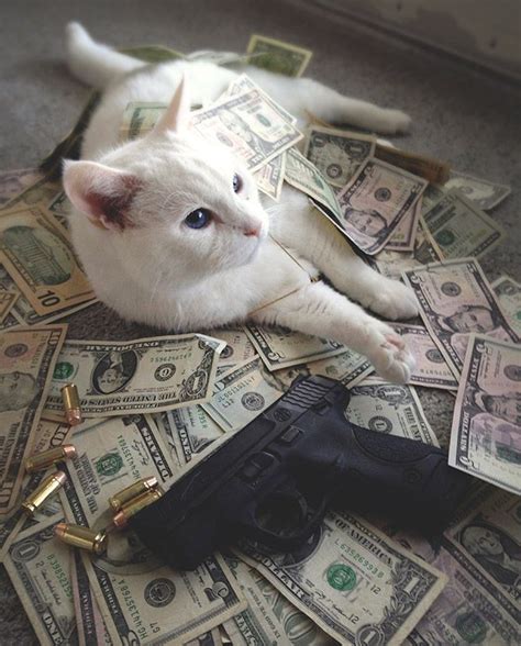 Rich Gangster Cats Flexing Their Wealth In 2021 Cats Cats And