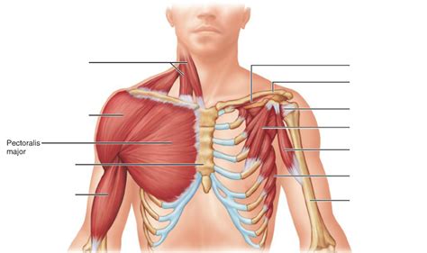 Pectoral Muscles Diagram Quizlet