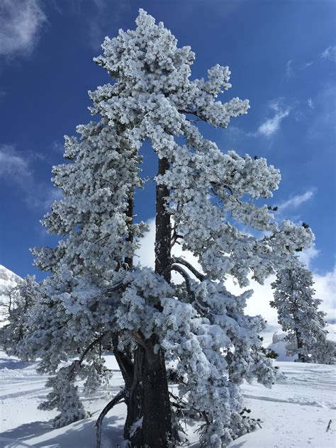 Free Images Tree Nature Branch Mountain Snow Winter Flower