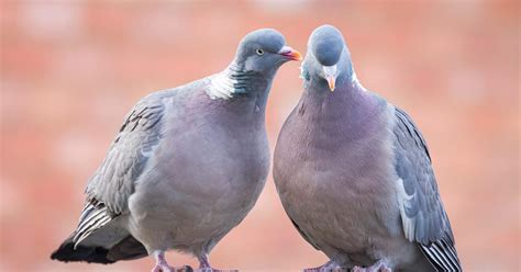 Female Wood Pigeons Male Vs Female Identification Guide Birdfact