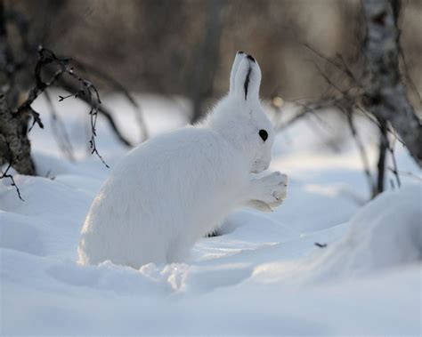 Заяц зимой Kartinki Ru