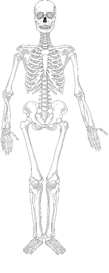 Diagram Body Skeleton Diagram Blank Mydiagramonline