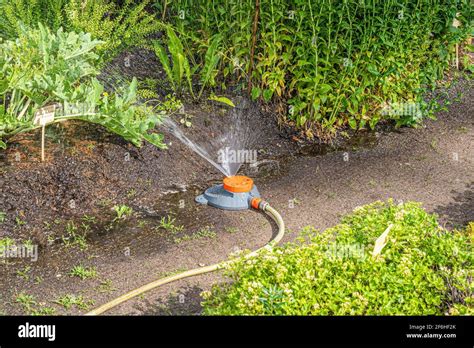 Sprinkler Watering System In Garden Irrigating Plants Stock Photo Alamy