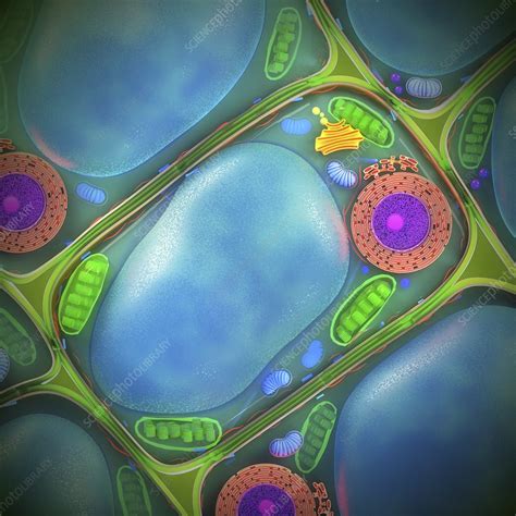 Plant Cell Structure Illustration Stock Image F0335744 Science