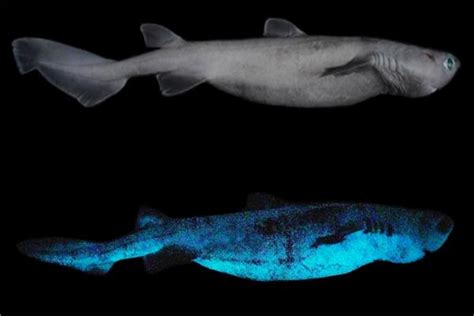 Sharks Glow In The Dark For Two Hours World Today News