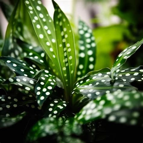 Polka Dot Plant Complete Guide And Care Tips UrbanArm