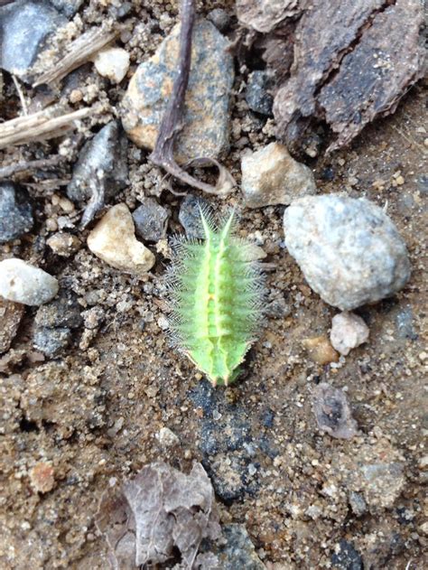 Greenest Caterpillar Crowned Slug Moth Isa Textul Sara Eguren