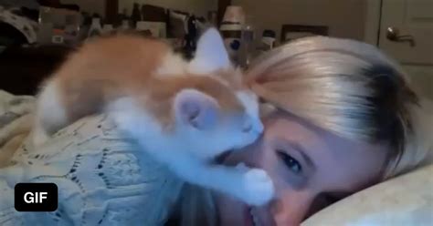 Cute Kitten Kisses 9GAG