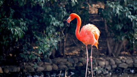 4k Flamingo Wallpapers Top Free 4k Flamingo Backgrounds Wallpaperaccess