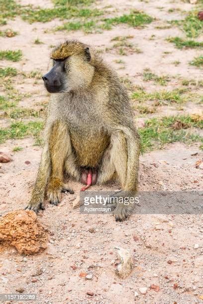Mating Baboons Photos And Premium High Res Pictures Getty Images