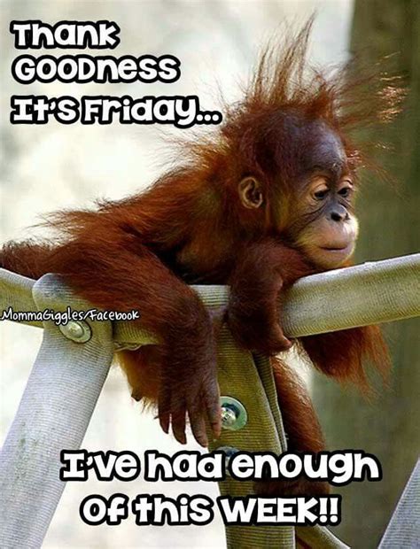 Thank goodness its friday funny images. Thank God It's Friday Ive Had Enough Of This Week Pictures ...