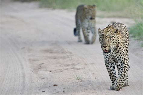 mating leopards…again sabi sabi private game reserve blog