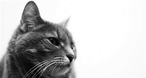 The primary function of whiskers is to aid with vision, especially in the although it's an old wives' tale that cutting a pet's whiskers off will affect his balance, it can compromise his ability to feel around his face. Everything You Need to Know About Cat Whiskers