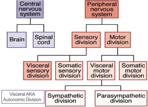 Nervous System And Pns Diagram Quizlet