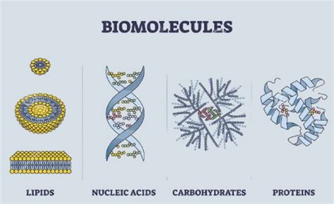 What Are Biomolecules And Why Are They So Important