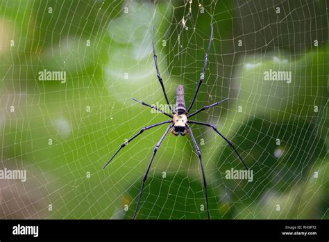 Giant Wood Spider Nephila Pilipes Penang Hill Malaysia Stock Photo