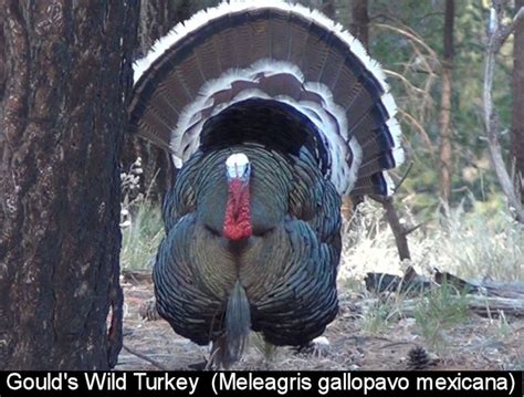 The 5 Wild Turkey Subspecies In North America With Photos Owlcation