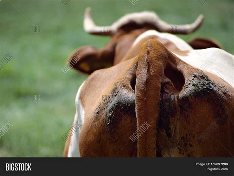 Close Cow Ass Cow Dung Image And Photo Free Trial Bigstock