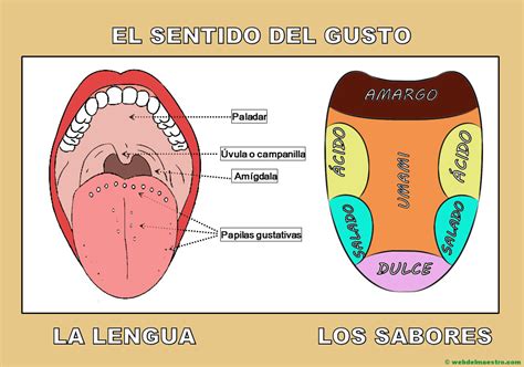 Sentido Del Gusto Los Sabores Web Del Maestro