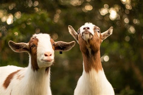 8 Things You Didnt Know About Goats Sacred Cow