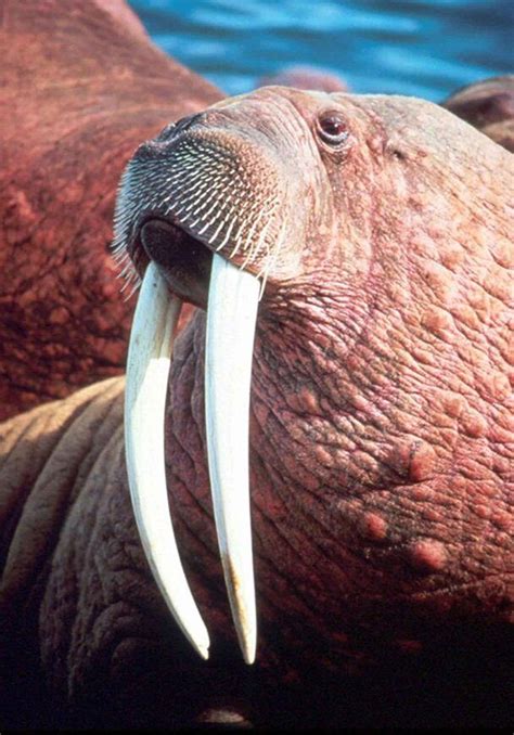 Walrus The Animal Facts Appearance Diet Habitat Behavior