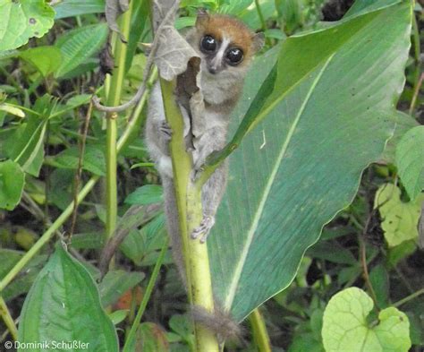 Tiny Primate New Species Of Mouse Lemur Discovered Africa Geographic
